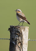 Wheatear (Oenanthe oenanthe) perched on a fence post, England