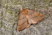 Feathered Thorn (Colotois pennaria) male at rest, wasteland, deciduous woodland, November, Plérin, Côtes d'Armor, Brittany, France