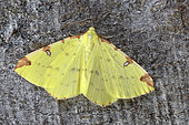 Citronelle rouillée (Opisthograptis luteolata) Imago au repos, Espèce de papillon de nuit très colorée, présente dans les jardins, les haies et les bordures forestières et commune, Chenille notamment sur aubépine et prunellier, Saint-Brieuc, Bretagne, France