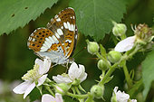 White admiral butterfly (Ladoga camilla) Imago foraging for bramble flowers along a forest path, Edge of woodland, July, Lac de Vassivière, Creuse, France
