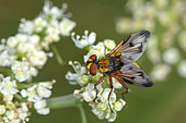 Tachinid fly (Ectophasia crassipennis) Adult male, Diptera parasite of various species of bedbugs, Prairies, August, Lac de Vassivière, Creuse, France