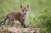Red fox (Vulpes vulpes), puppy, young animal at the cave, curious, biosphere reserve Mittellelbe, Saxony-Anhalt, Germany, Europe