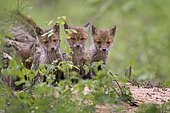 Red foxes (vulpes vulpes), puppies, young animals at the cave, curious, biosphere reserve Mittellelbe, Saxony-Anhalt, Germany, Europe
