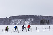 Snowshoeing in gusts of wind near the Déroc waterfall, Aubrac Regional Natural Park, Lozère, France