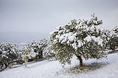 Olive groves in the snow, Moustiers-Sainte-Marie, labeled Les Plus Beaux Villages de France, regional natural park of Verdon, Alpes-de-Haute-Provence, France