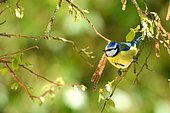 Blue tit (Parus caeruleus) on a hazel branch, Burgundy, France