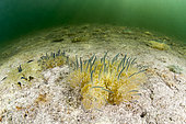 Mangrove upside-down Jellyfish (Cassiopea xamachana) in the Queen's Gardens National Park, Cuba