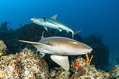 Nurse shark (Ginglymostoma cirratum) and Caribbean reef shark (Carcharhinus perezi) swimming above the reef in the Queen's Gardens National Park, Cuba