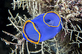Orange-fringed blue sea squirt (Rhopalaea fusca), Cebu, Philippines