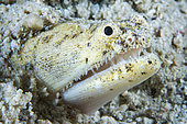 Crocodile snake eel (Brachysomophis crocodilinus), Cebu, Philippines