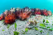 Group of Red sea urchin (Astropyga radiata) and Shortfin turkeyfish (Dendrochirus brachypterus), in Halophila sea bed, Dauin, Philippines