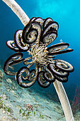 Feather Star Crinoid (Cenometra bella), hanging on a whip coral, Philippines.