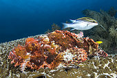 Tassled scorpionfish (Scorpaenopsis oxycephala) and Two-lined monocle bream (Scolopsis bilineatus), Dauin, Philippines