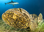 Goliath grouper (Epinephelus itajara) and Caribbean reef shark (Carcharhinus perezi), Queen's Gardens National Park, Cuba