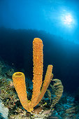 Yellow Tube Sponge (Aplysina fistularis), in the Queen's Gardens National Park, Cuba