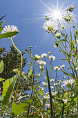 Lawn daisies (Bellis perennis), Saint-Aunès, Hérault, Occitanie, France