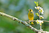 European greenfinch (Carduelis chloris) on a branch of Cherry, Burgundy, France