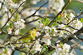 European greenfinch (Carduelis chloris) on a branch of Cherry, Burgundy, France
