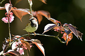 House sparrow (Passer domesticus) on a branch of Cherry, Burgundy, France