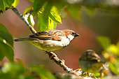 House sparrow (Passer domesticus) on a branch of Cherry, Burgundy, France