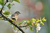 House sparrow (Passer domesticus) feon a branch of Cherry, Burgundy, France