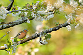 Chaffinch (Fringilla coelebs) male on a branch of Cherry, Burgundy, France