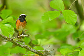 Common Redstart (Phoenicurus phoenicurus) male on a branch of cherry, Burgundy, France