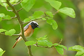 Common Redstart (Phoenicurus phoenicurus) male on a branch of cherry, Burgundy, France