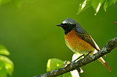 Common Redstart (Phoenicurus phoenicurus) male on a branch of cherry, Burgundy, France