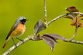 Common Redstart (Phoenicurus phoenicurus) on a branch, Burgundy, France