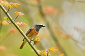 Common Redstart (Phoenicurus phoenicurus) on a branch of Mapple, Burgundy, France