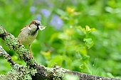 House sparrow (Passer domesticus) on a branch, Burgundy, France