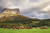 Mont Aiguille (2086m) and a herd of cows, Richardière, Le Trièves, Vercors regional natural park, Isère, France