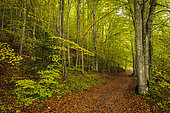 Beech undergrowth in autumn, Richardière, Le Trièves, Vercors regional natural park, Isère, France