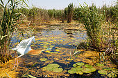 Squacco Heron (Ardeola ralloides) in a reed bed at Water lilies, Danube Delta, Romania