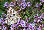 Esper's White (Melanargia russiae) on flowers, Mercantour National Park, Alps, France