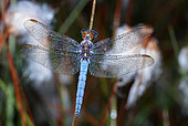 Orthétrum bleuissant (Orthetrum coerulescens) dans la rosée, Parc naturel régional des Vosges du Nord, France