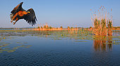 White-tailed eagle (Haliaeetus albicilla) in flight, Danube Delta, Romania