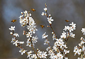 Abeilles domestiques (Apis mellifera) sur Epine noire (Prunus spinosa) en fleurs, Parc naturel régional des Vosges du Nord, France