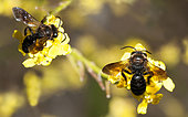 Andrène barbare (Andrena barbareae) femelle sur fleur de Moutarde des champs (Sinapis arvensis) abeilles solitaires Parc naturel régional des Vosges du Nord, France