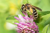Andrène du trèfle (Andrena labialis) femelle sur fleur de Trèfle (Trifolium sp), abeilles solitaires, Parc naturel régional des Vosges du Nord, France