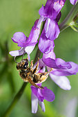 Burbage Mining Bee (Andrena lathyri) femelle sur Vesce (Vicia cracca), Parc naturel régional des Vosges du Nord, France