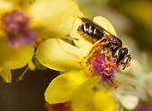 Carrot Mining Bee (Andrena nitidiuscula) on Black Mullein (Verbascum nigrum), solitary bees, Vosges du Nord Regional Nature Park, France