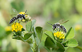Andrene (Andrena ovatula) male on flowers of Lesser Clover (Trifolium dubium), solitary bees, Vosges du Nord Regional Nature Park, France
