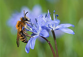 Andrène bicolore (Andrena bicolor) mâle sur Scille à deux feuilles (Scilla bifolia), abeilles solitaires, Parc naturel régional des Vosges du Nord, France