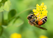 Andrène de Schenck (Andrena schencki) femelle sur fleur de Trèfle douteux(Trifolium dubium), abeilles solitaires, Parc naturel régional des Vosges du Nord, France