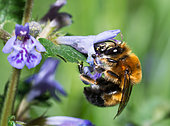 Anthophore obtuse (Anthophora retusa) mâle sur Bugle (Ajuga reptans), Parc naturel régional des Vosges du Nord, France