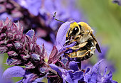 Long-horned bumble bee (Eucera seminuda) female on flowers, Danube Delta, Romania