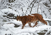Eurasian lynx (Lynx lynx) in the snow, Bayerischer Wald, Allemagne