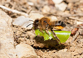 Mégachile (Megachile willughbiella) femelle transportant une feuille pour tapisser sa galerie, Parc naturel régional des Vosges du Nord, France